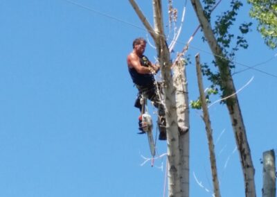 ISA Certified Arborist
